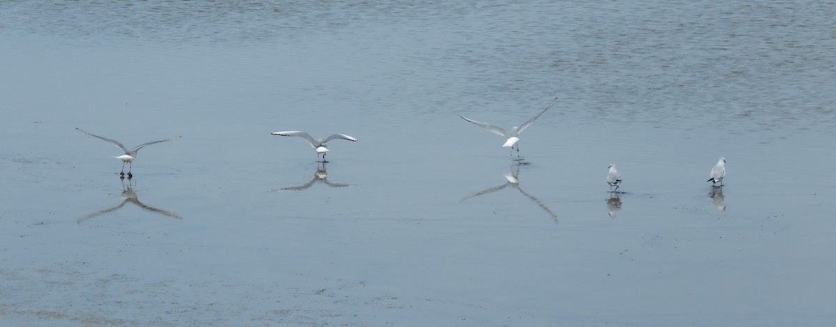 Bonaparte's Gull - ML428509251