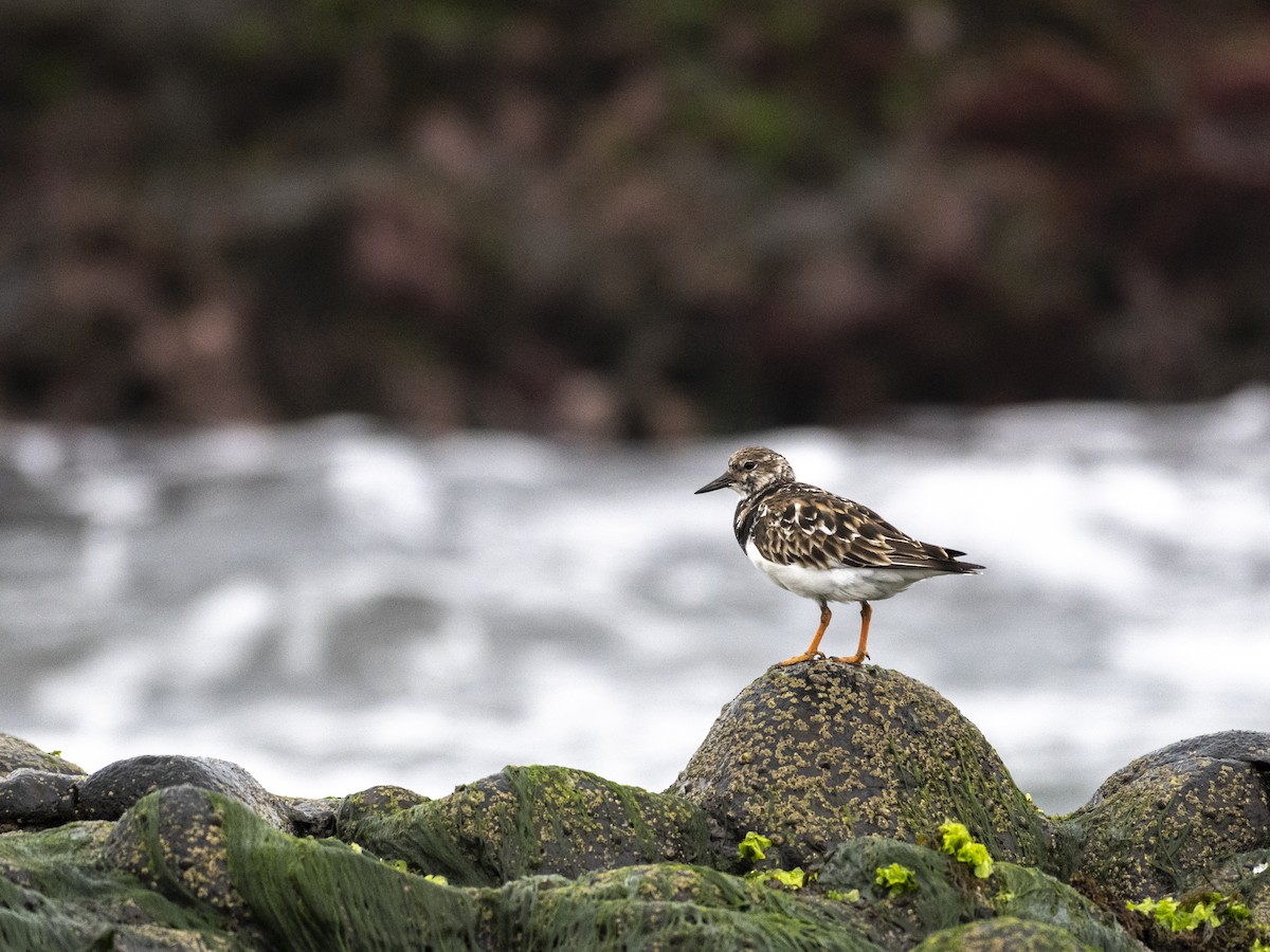 Ruddy Turnstone - ML428510271