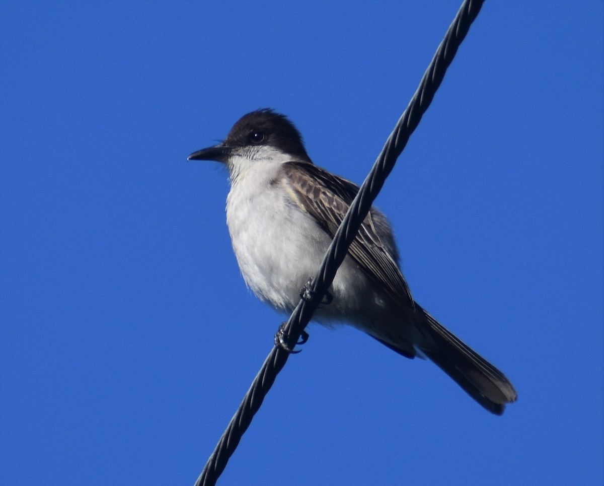 Loggerhead Kingbird - ML428512531