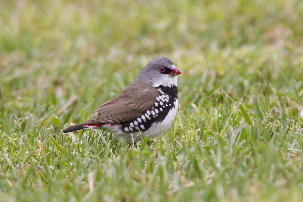 Diamond Firetail - John Cantwell
