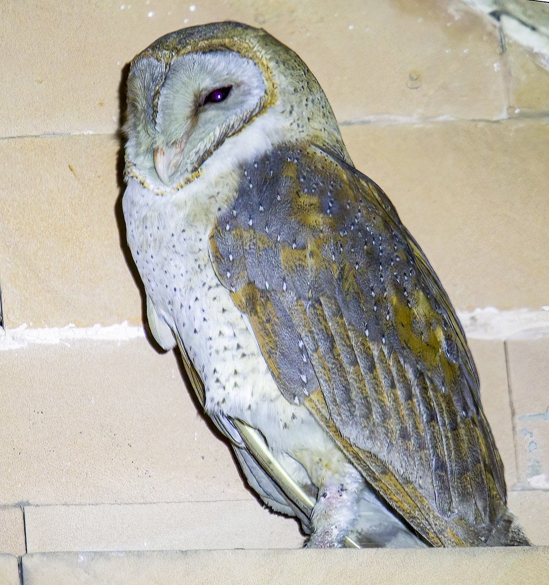 Barn Owl - Ayaz Mansuri