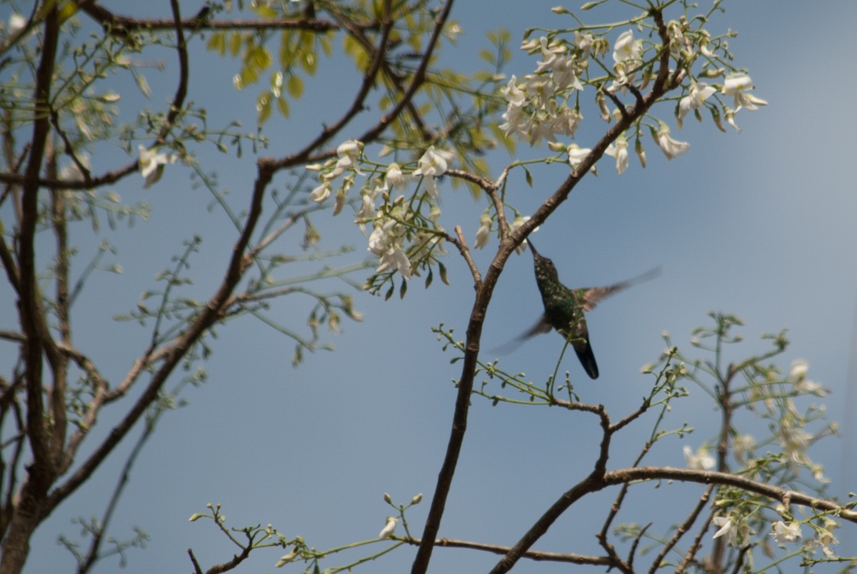 Copper-rumped Hummingbird - Pedro Zamora