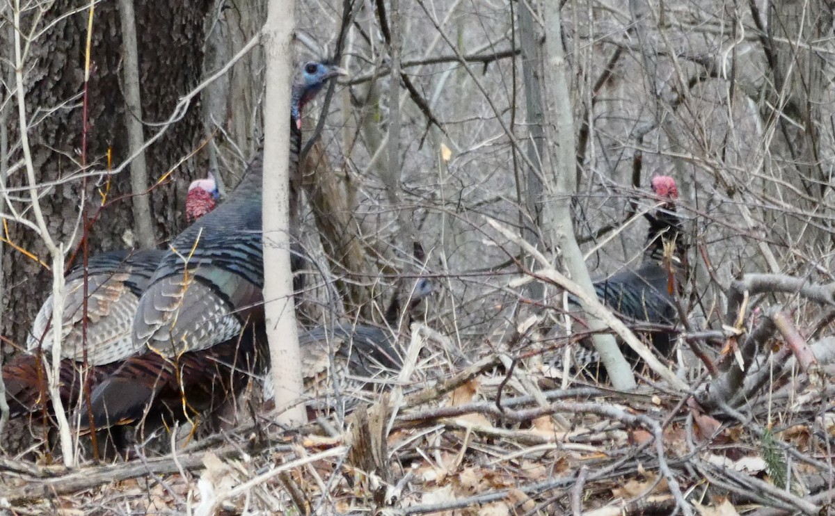 Wild Turkey - ML428524791