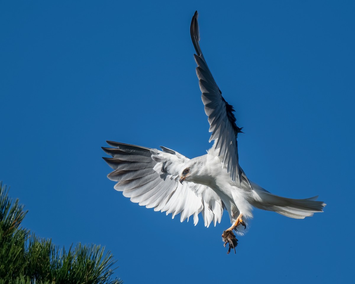 White-tailed Kite - Dan Brown