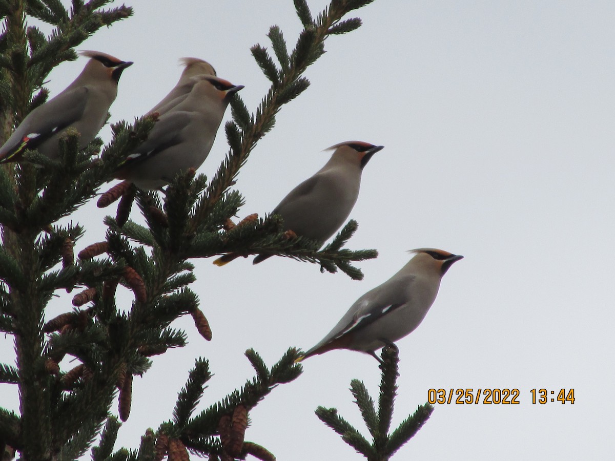Bohemian Waxwing - ML428524981