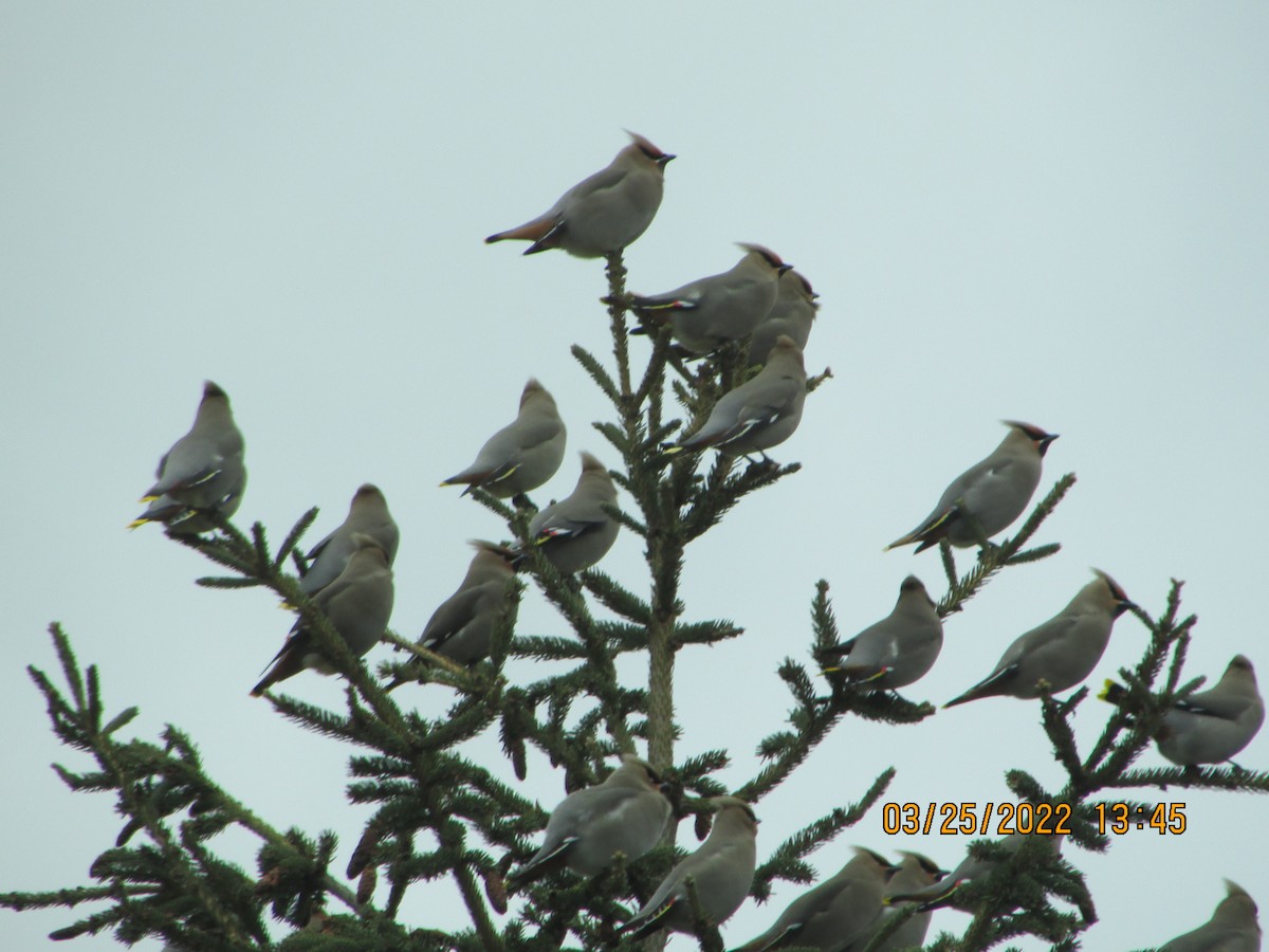 Bohemian Waxwing - ML428524991