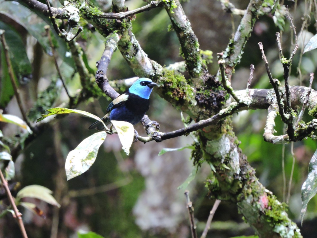 Blue-necked Tanager - ML428525391