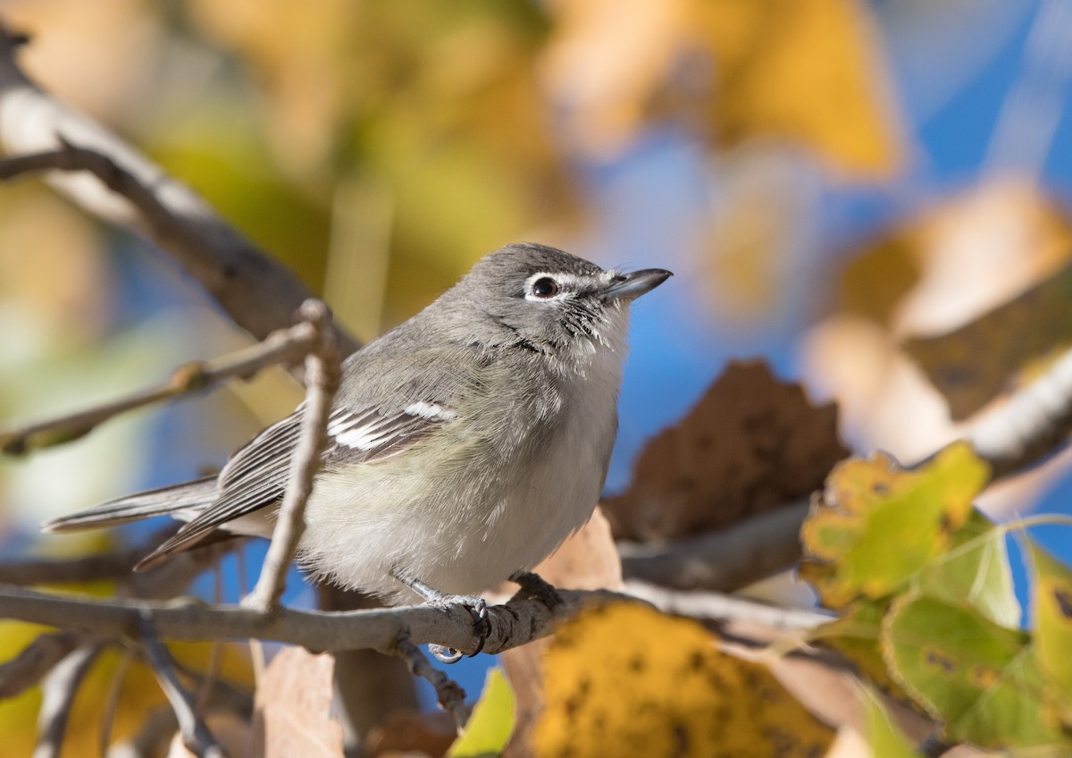 Plumbeous Vireo - ML42852601