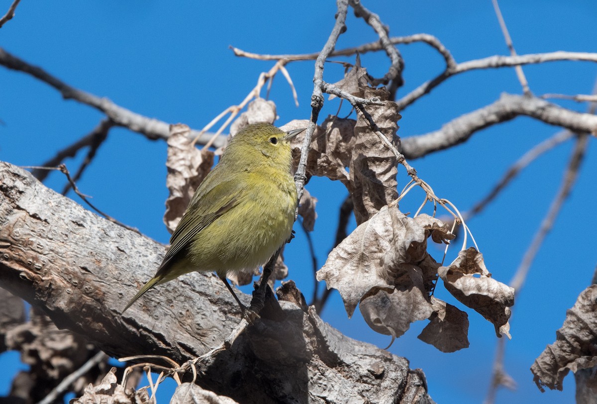 Orange-crowned Warbler - William Higgins