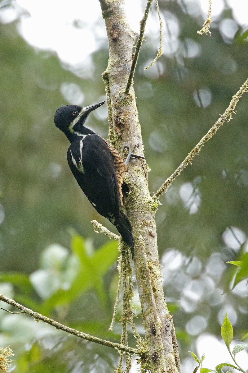 Powerful Woodpecker - ML428527871