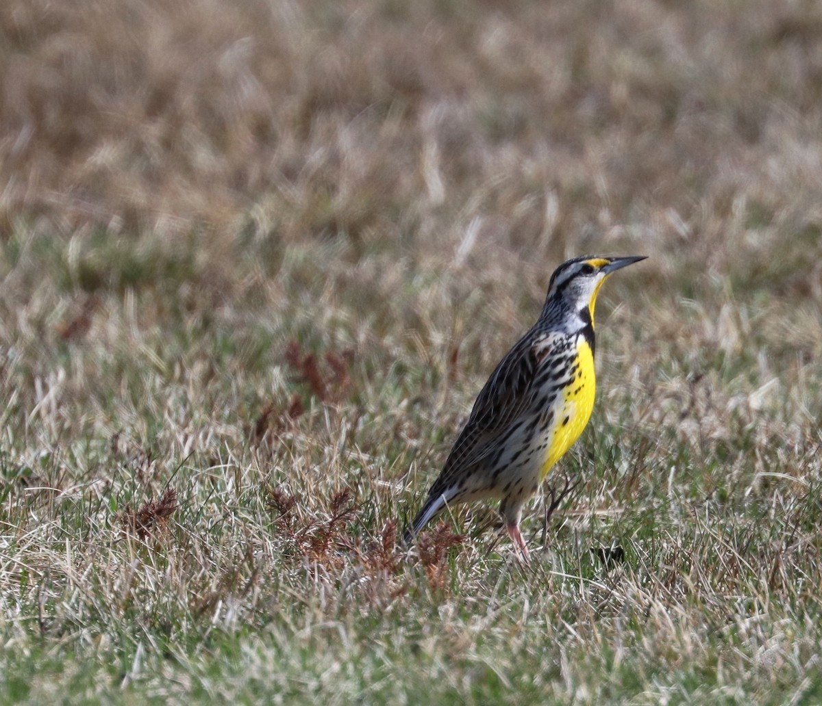 Eastern Meadowlark - ML428527881