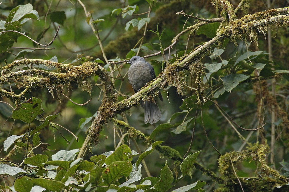 Dusky Piha - ML428527941