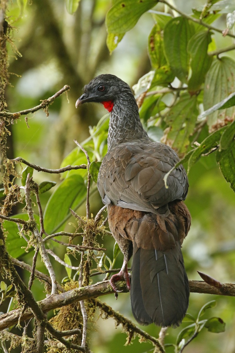 Pénélope des Andes - ML428528201