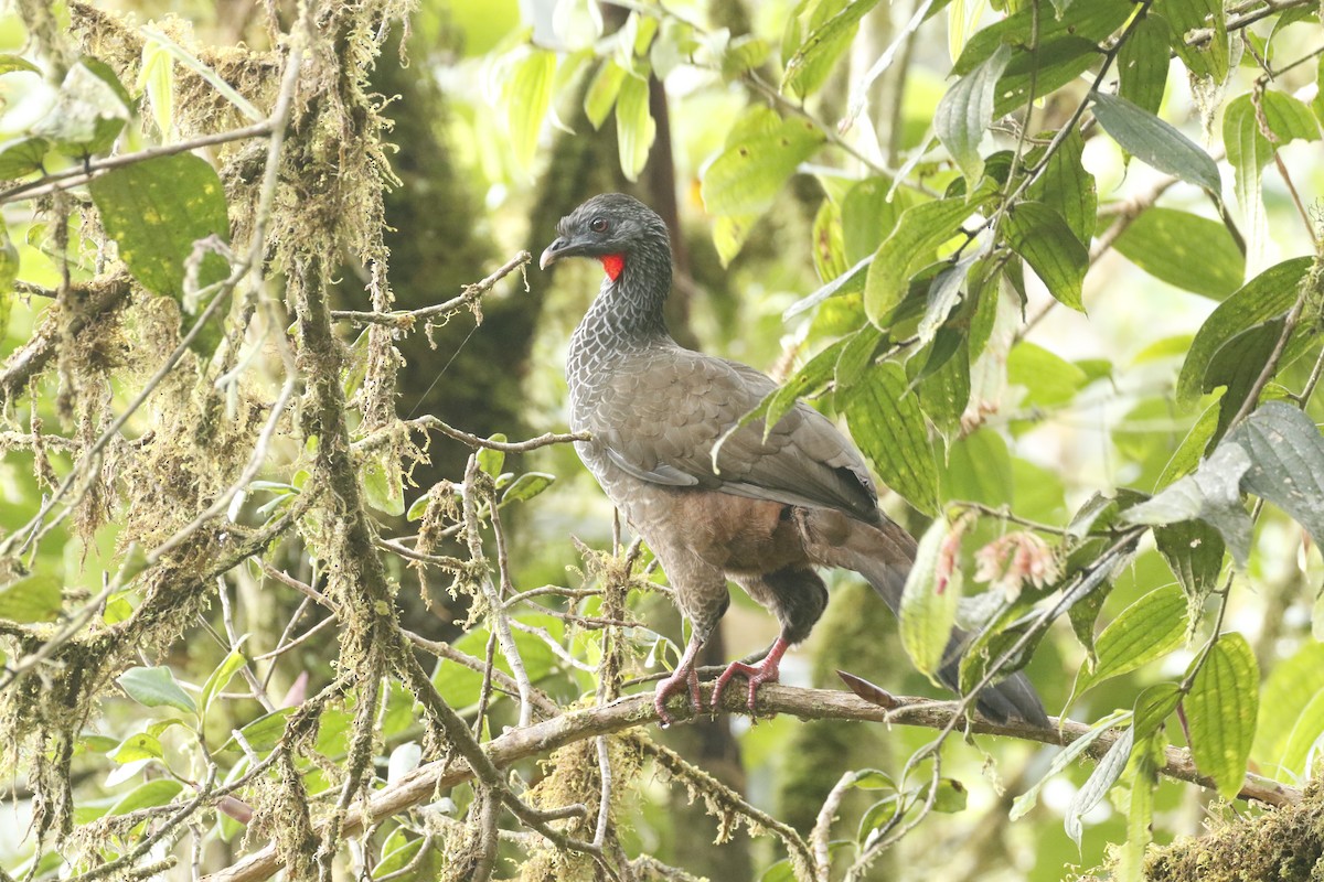 Pénélope des Andes - ML428528231