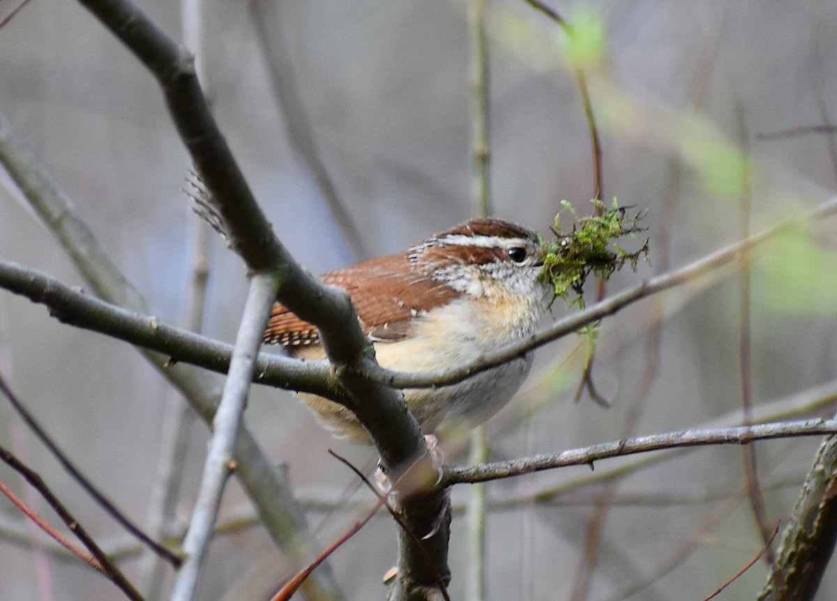 Carolina Wren - ML428529111