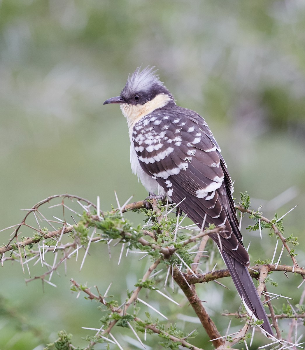 Great Spotted Cuckoo - Brooke Miller