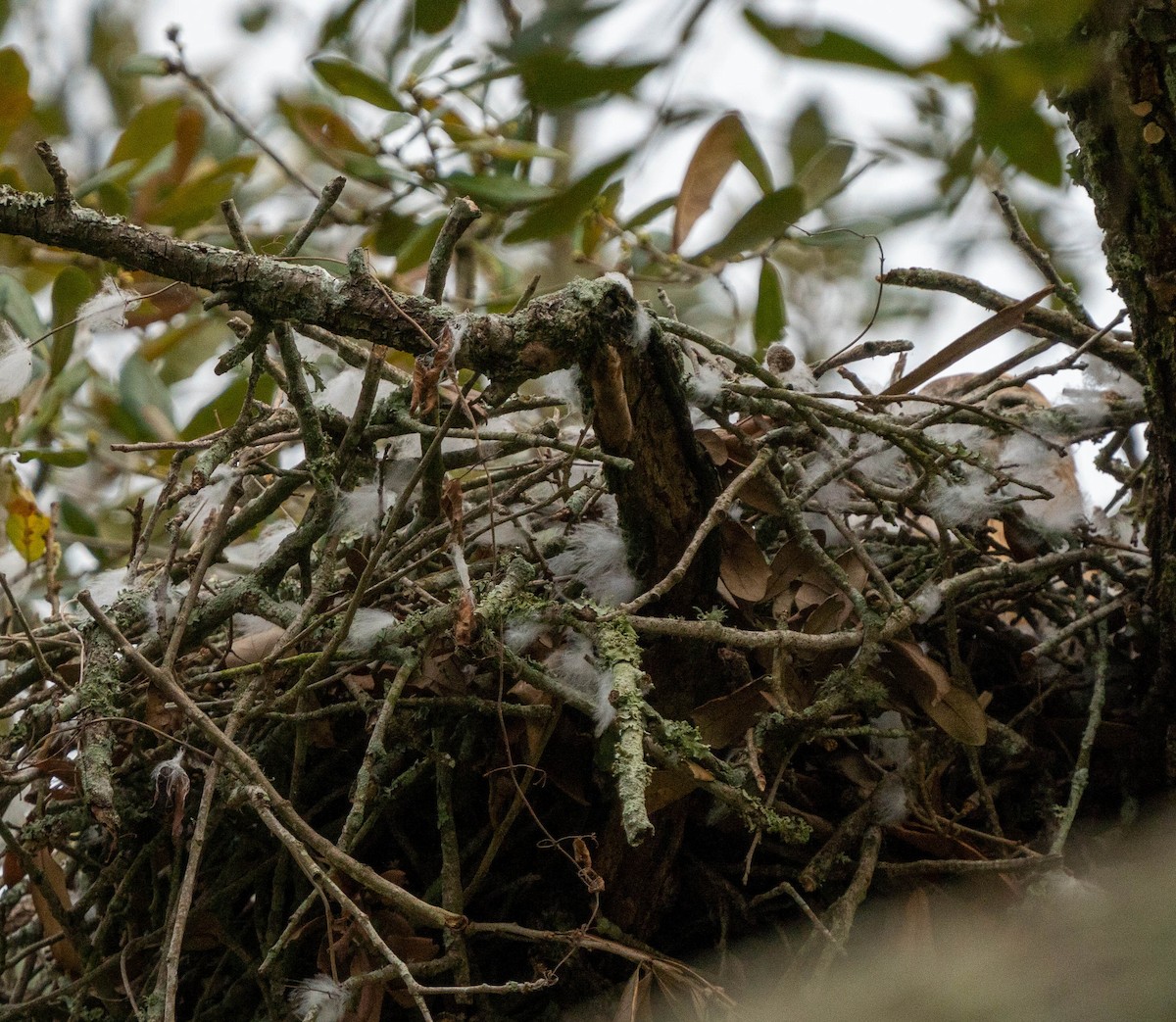 Sharp-shinned Hawk - ML428532581