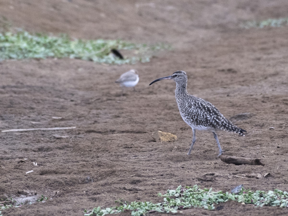 Whimbrel - ML428534941