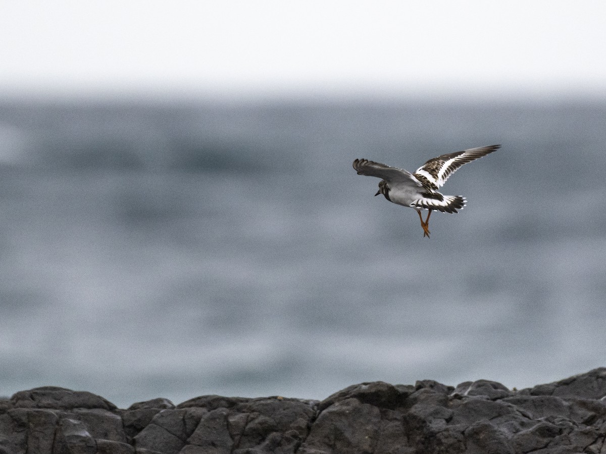 Ruddy Turnstone - ML428535041