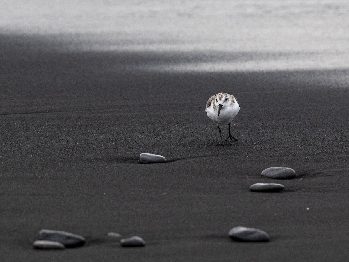 Sanderling - Manuel Zahn