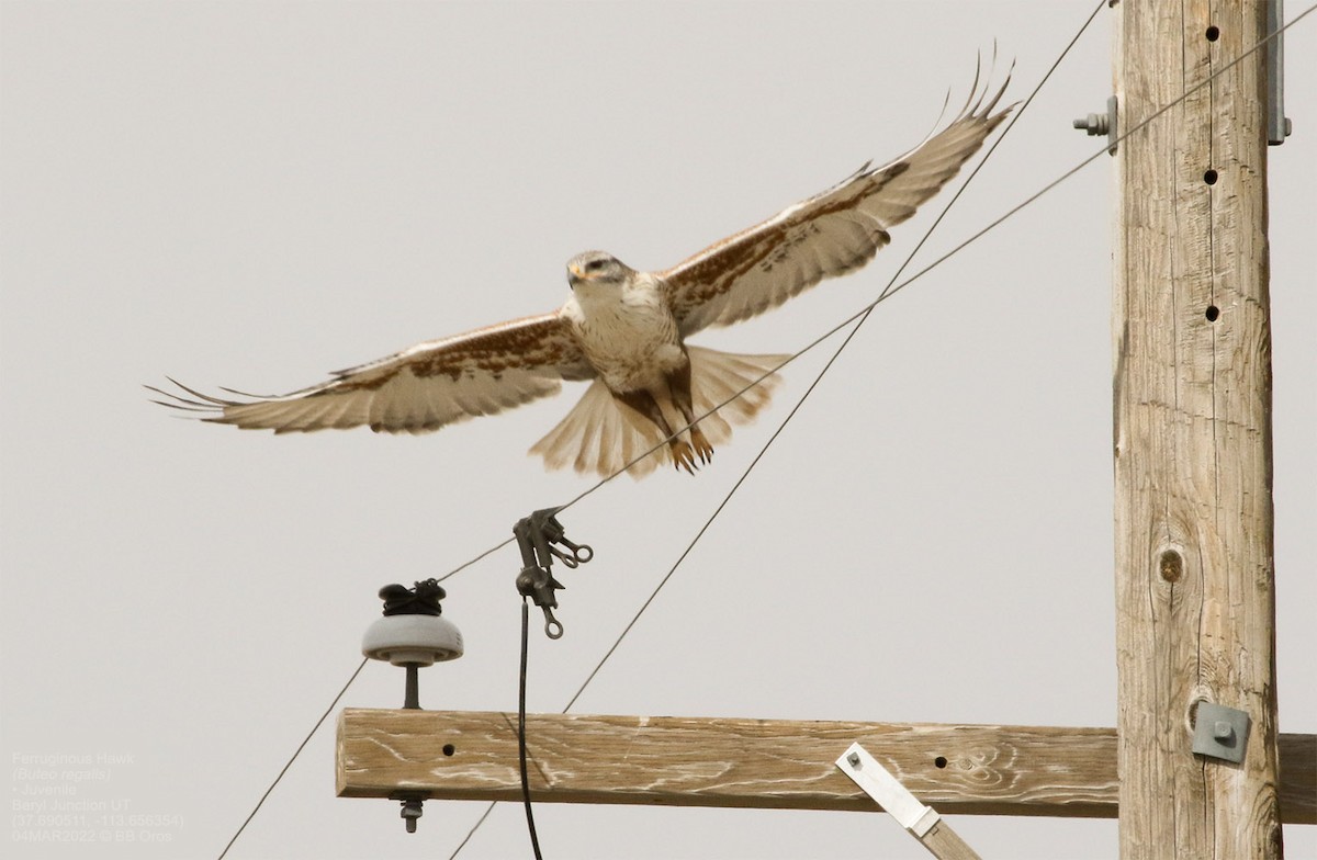 Ferruginous Hawk - ML428535231