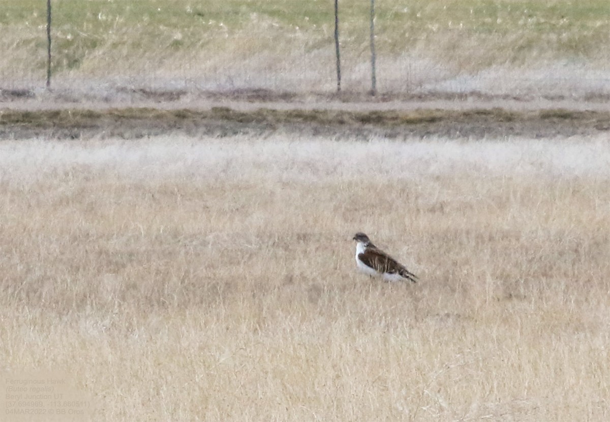 Ferruginous Hawk - ML428535251