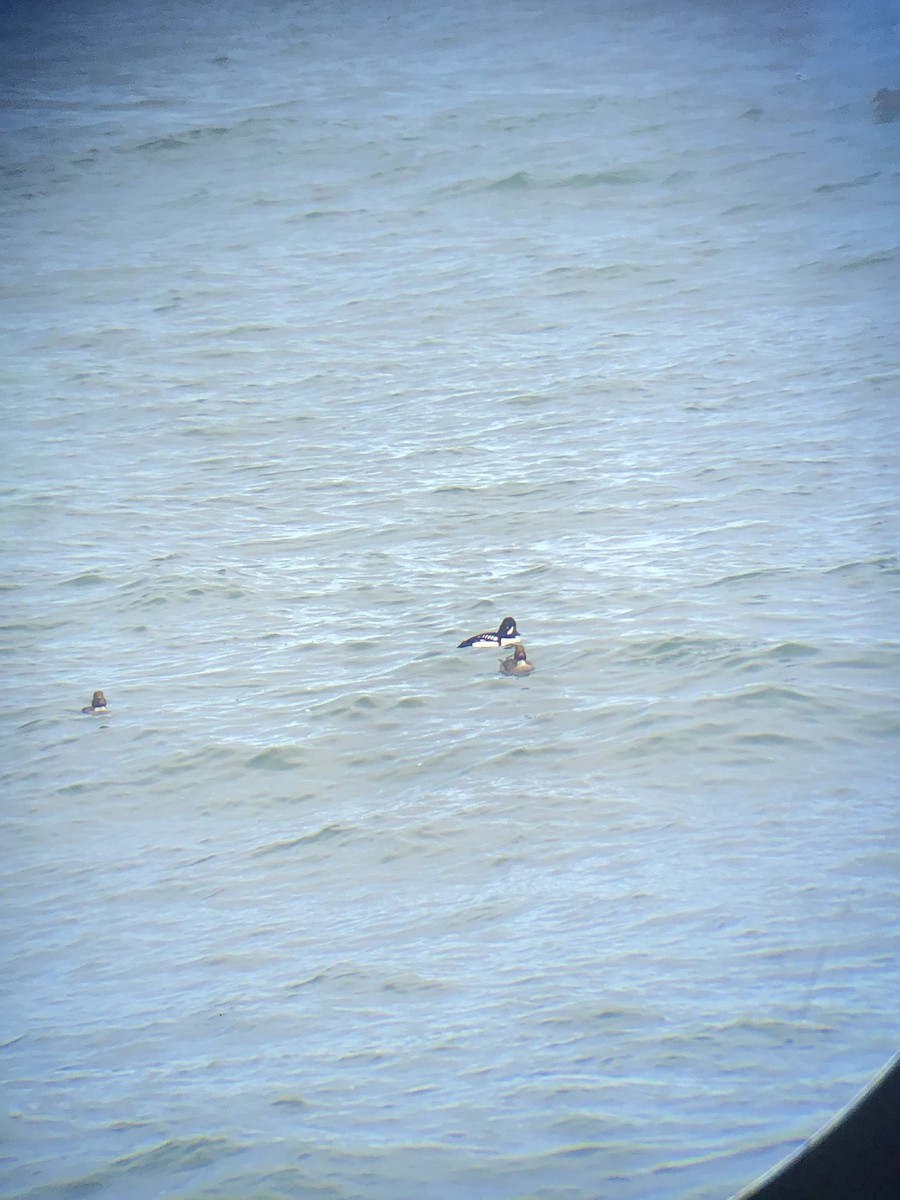 Barrow's Goldeneye - ML428537321