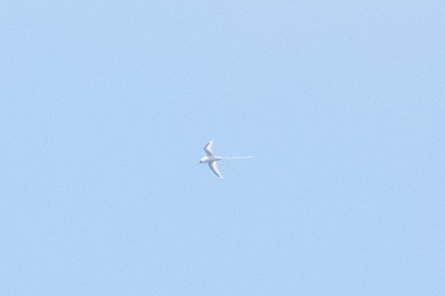 White-tailed Tropicbird - Owen Sinkus