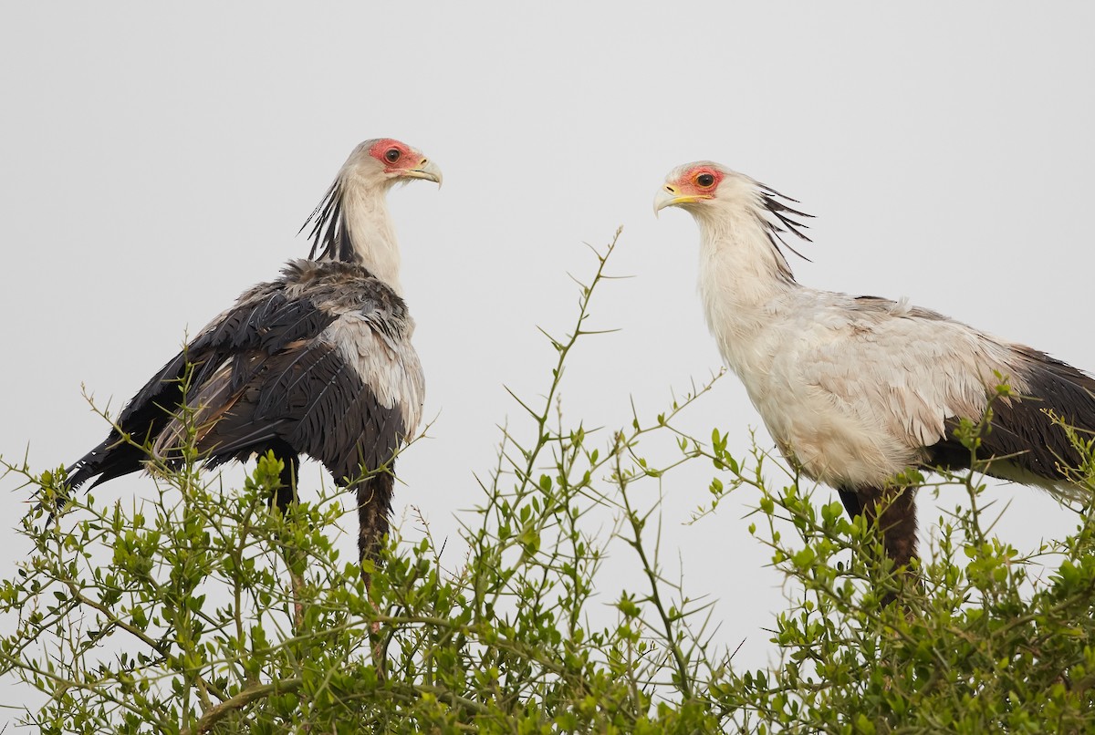 Secretarybird - Brooke Miller