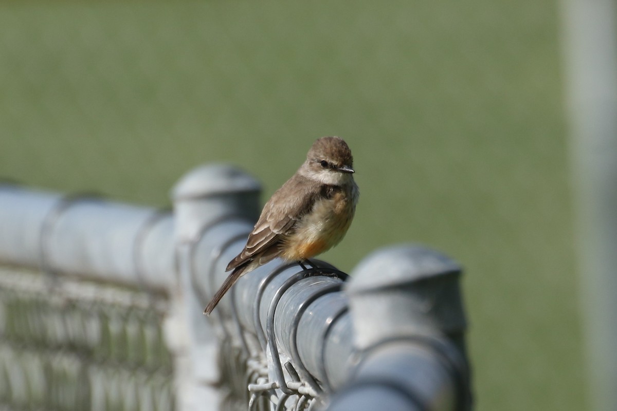 Vermilion Flycatcher - ML428541441