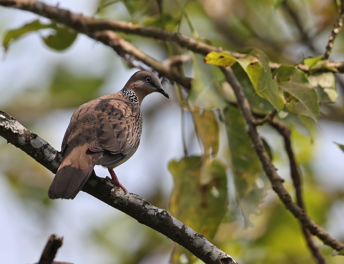 珠頸斑鳩 - ML428544301