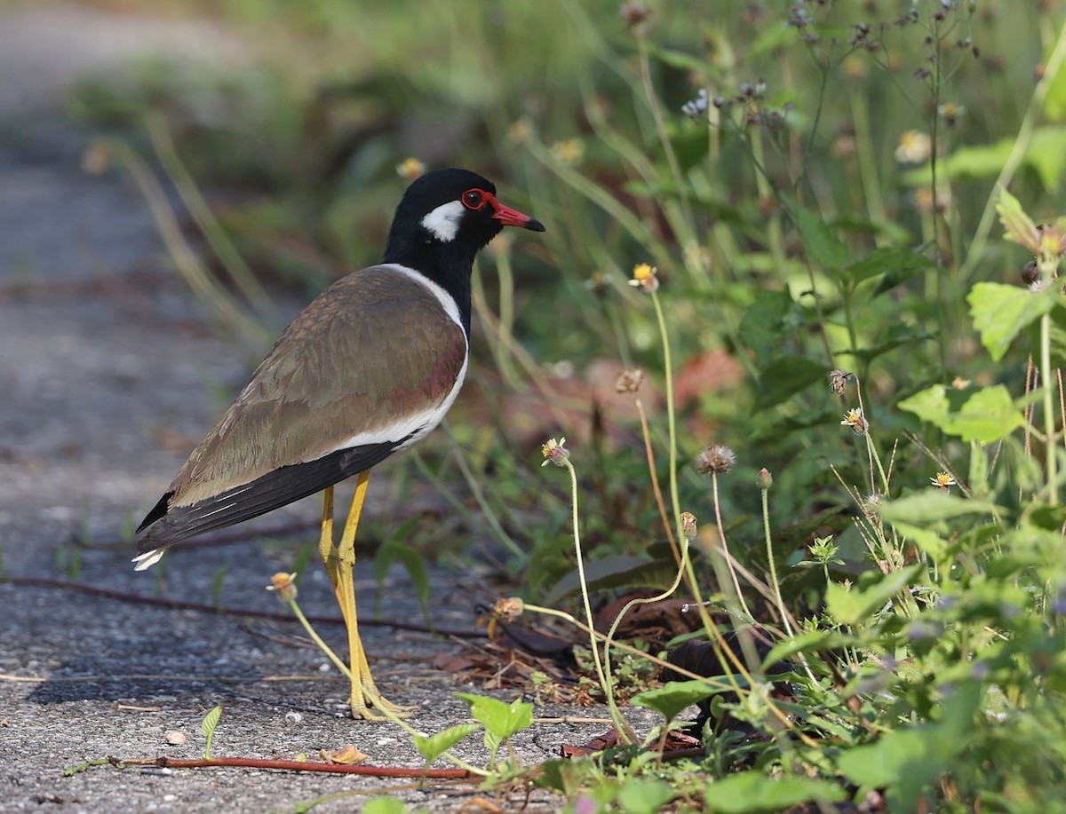 Red-wattled Lapwing - Jim DeWitt