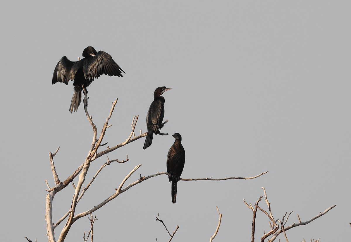 Little Cormorant - ML428544991