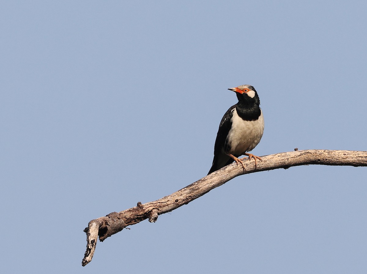 Siamese Pied Starling - ML428546341