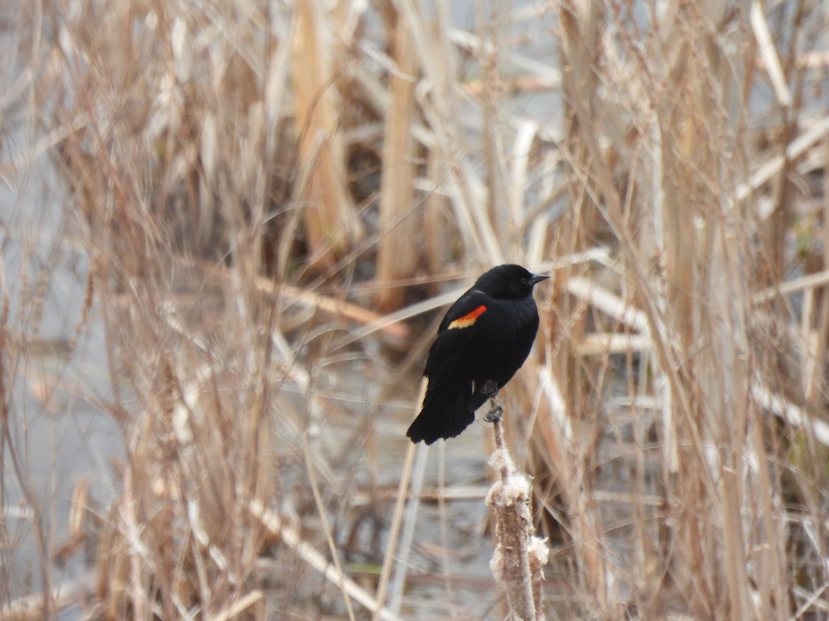 Red-winged Blackbird - ML428546581