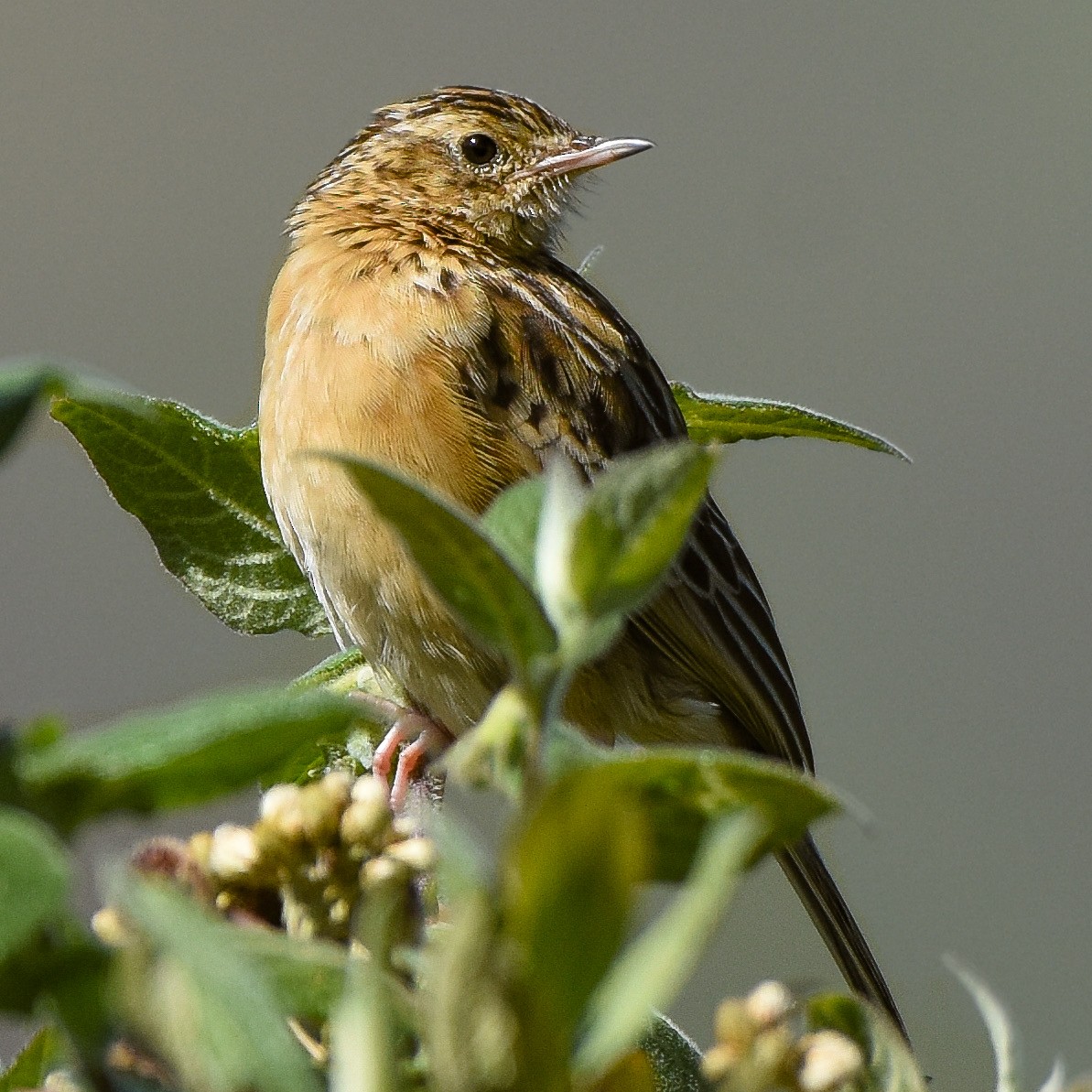 Paramo Pipit - Luis Panamá