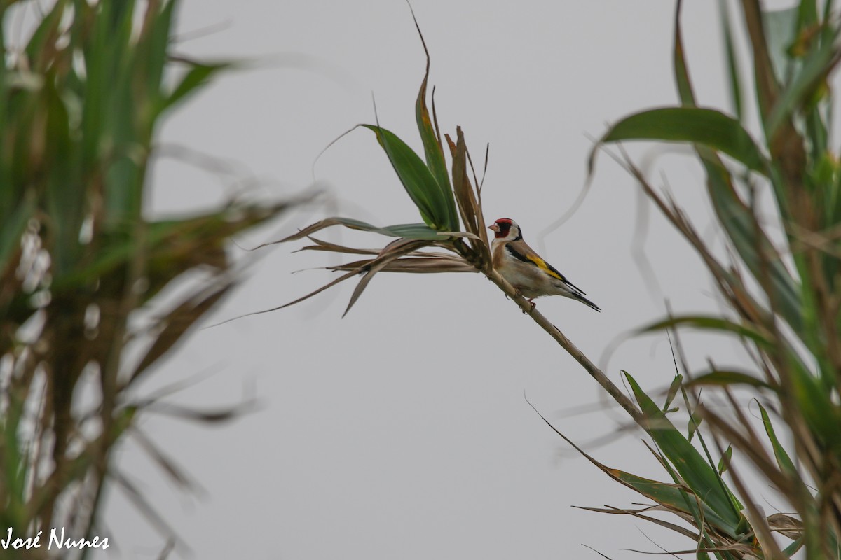 European Goldfinch - ML428546661