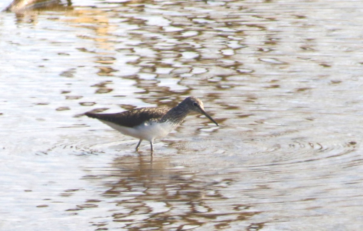 Green Sandpiper - ML428546941