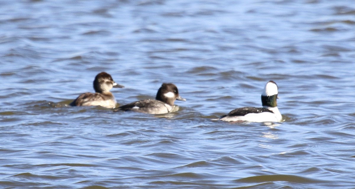 Bufflehead - ML428547531