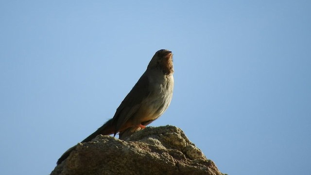 California Towhee - ML428549381