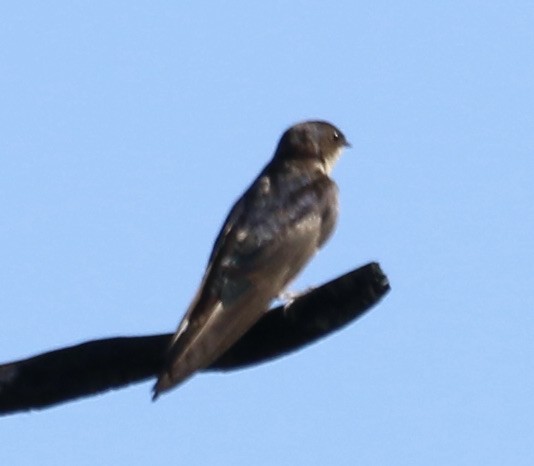 Northern Rough-winged Swallow - ML428550021