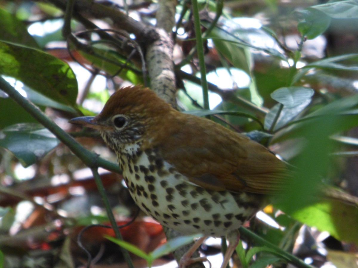 Wood Thrush - ML428550451