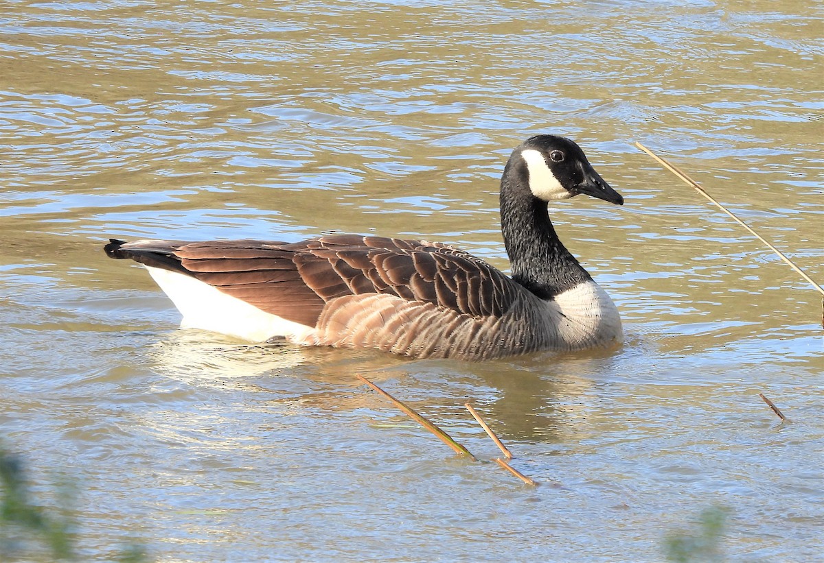 Canada Goose - ML428551771