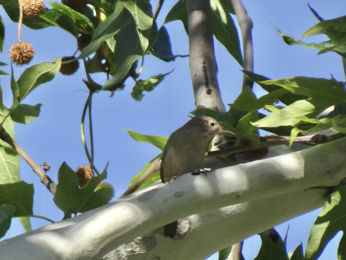 Northern House Wren - ML428552681