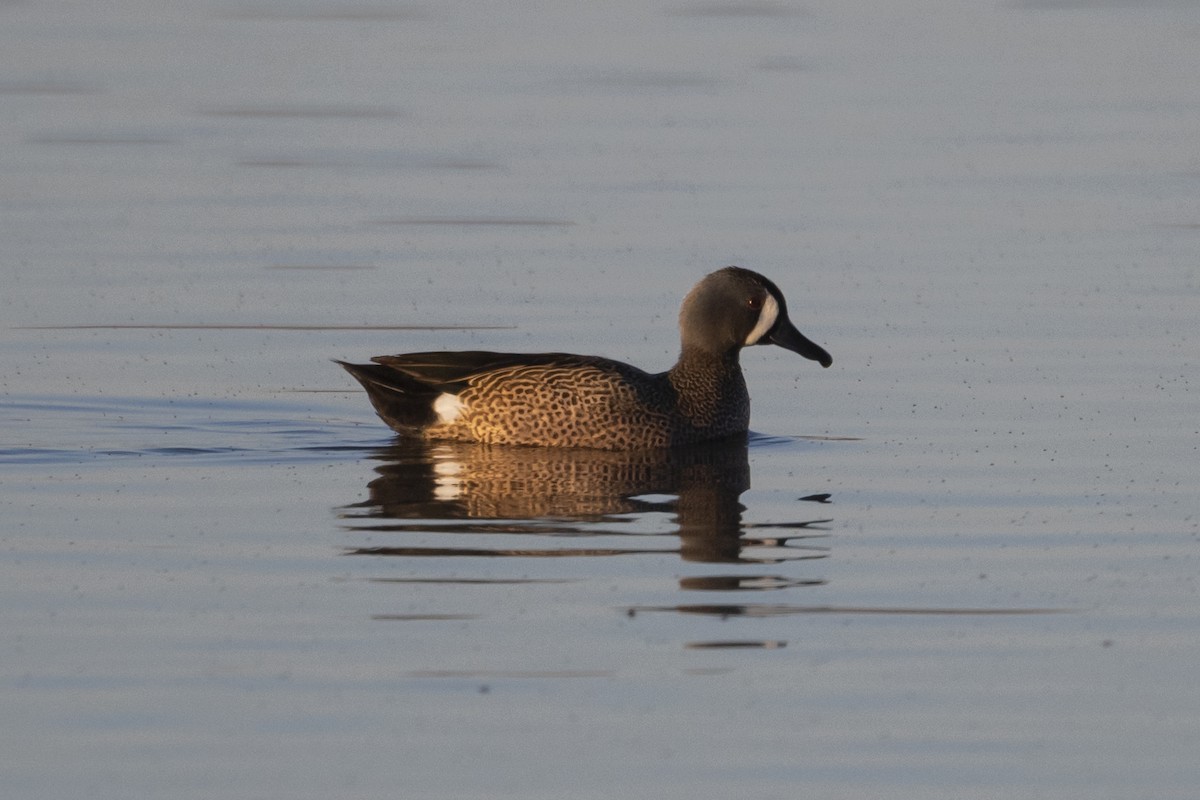 Blue-winged Teal - ML428553591