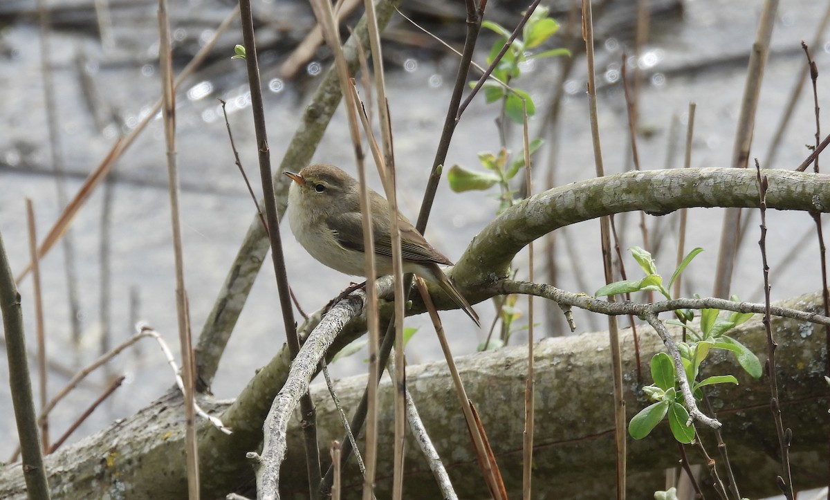 Iberian Chiffchaff - Nekane Garcia