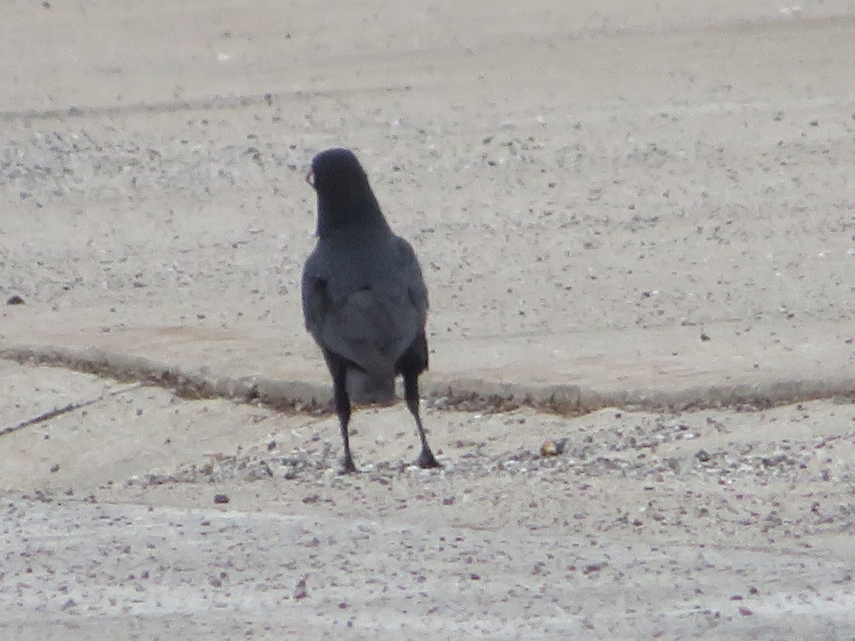 American Crow - ML428553991