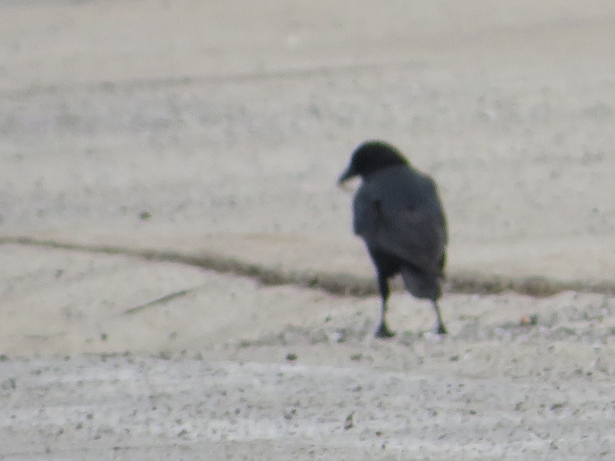 American Crow - ML428554061