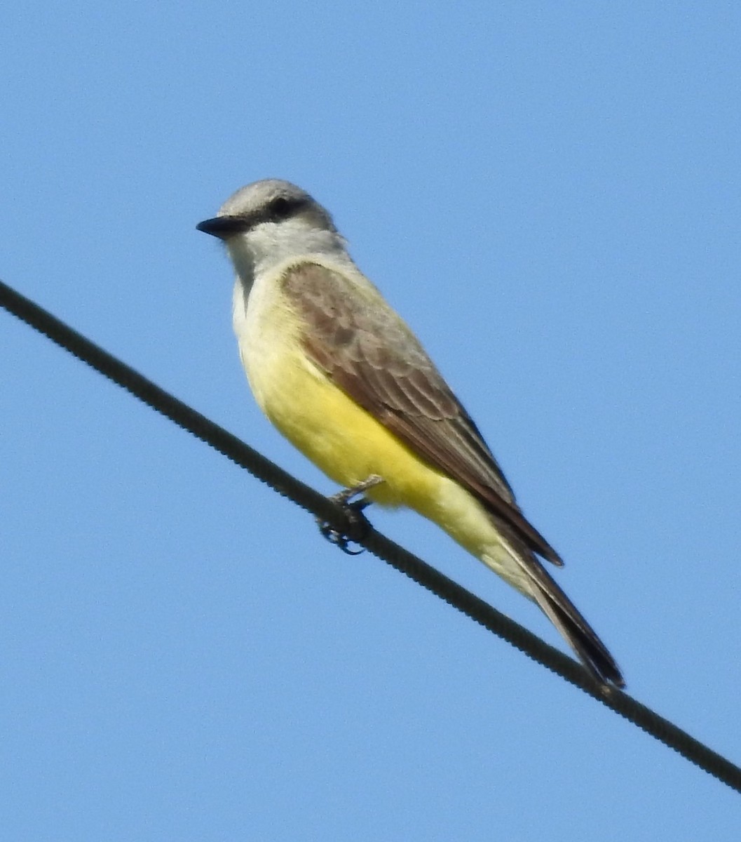 Western Kingbird - ML428554601