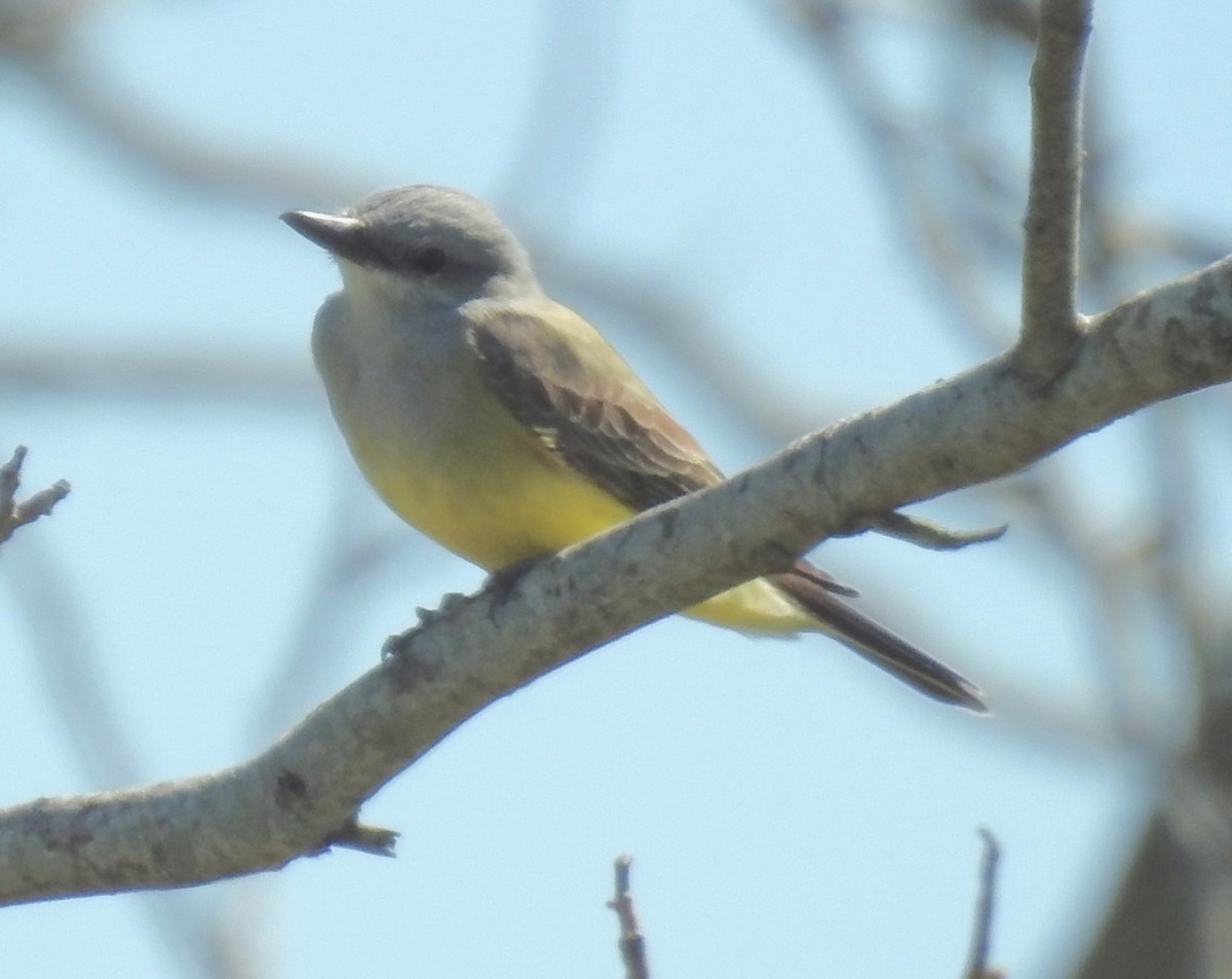 Western Kingbird - ML428554621